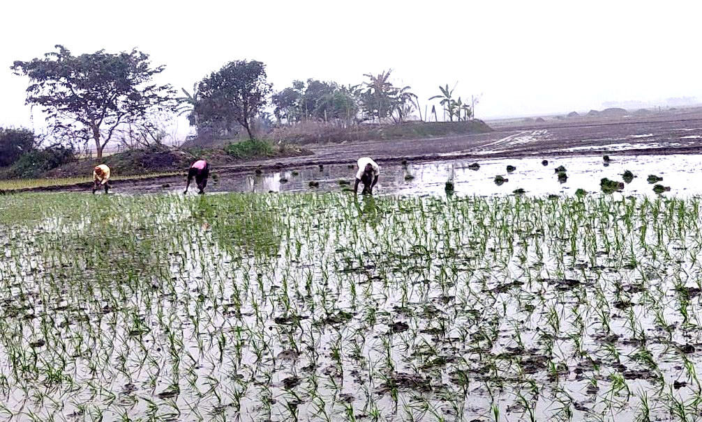 কচুয়ায় শীত উপেক্ষা করে বোরো আবাদে ব্যস্ত কৃষক